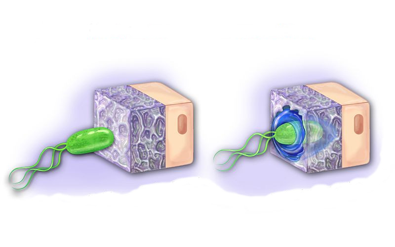 Helicobacter pylori atakuje błonę śluzową żołądka.
